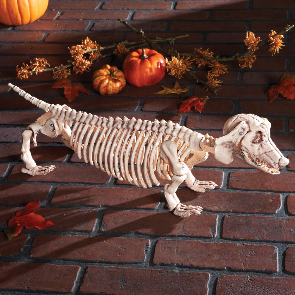 Dachshund Skeleton Halloween Decoration | Collections Etc.