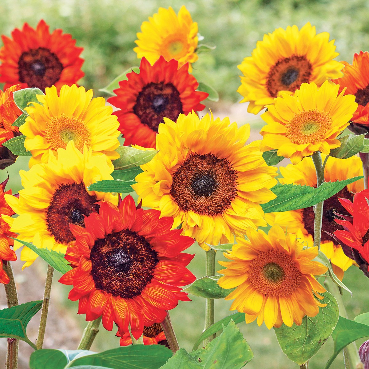 Flower Seeded Mats Set of 2 Collections Etc.