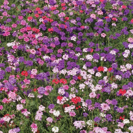 Shop Mixed Dahlia Pre Seeded Flower Mat With Soil Plant Food Overstock 20497375 Mixed Dahlia Mat