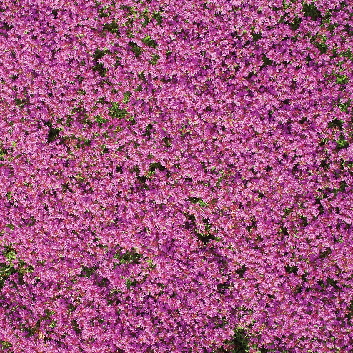 Creeping Thyme Ground Cover Flower Seed Mat Collections Etc.