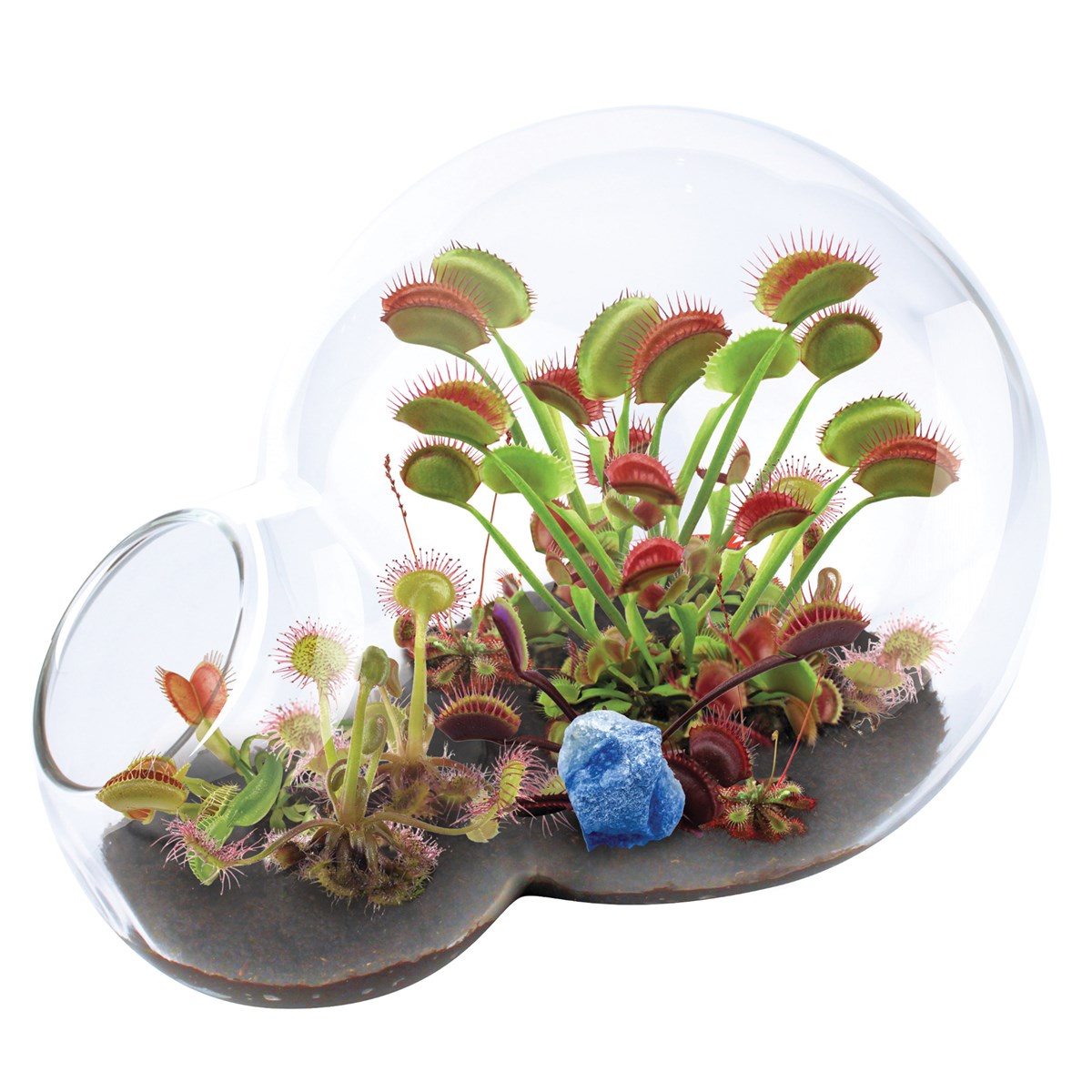 Carnivorous Growarium Fly Trap and Sundew Terrarium Collections Etc.