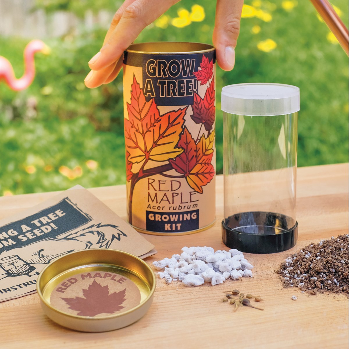 start-your-own-red-maple-tree-growing-kit-collections-etc