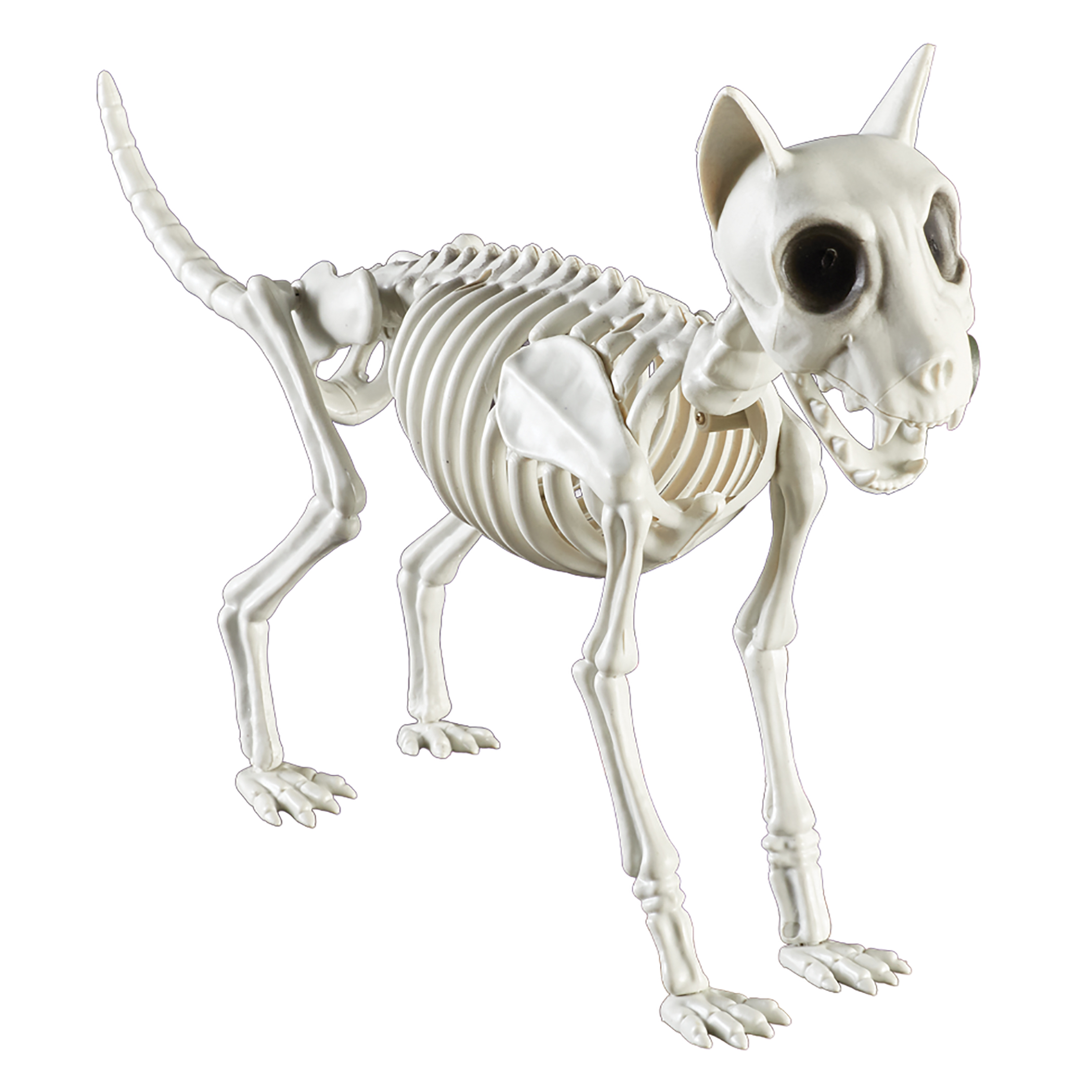 Creepy Detailed Cat Skeleton Halloween Decoration