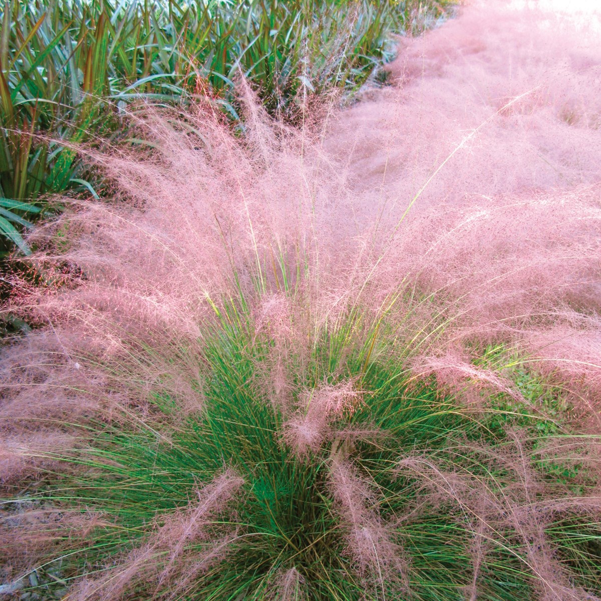 Cotton Candy Grass Collections Etc.