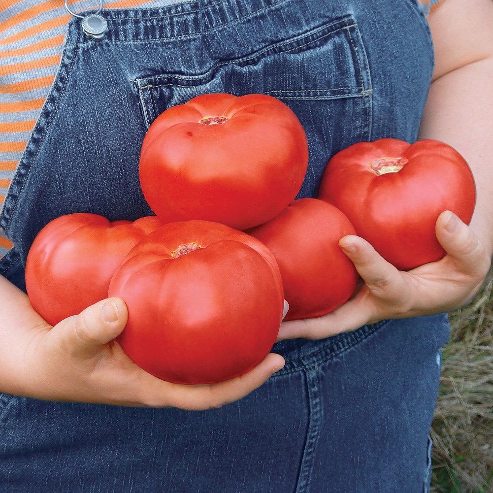Giant Tomato Collections Etc.