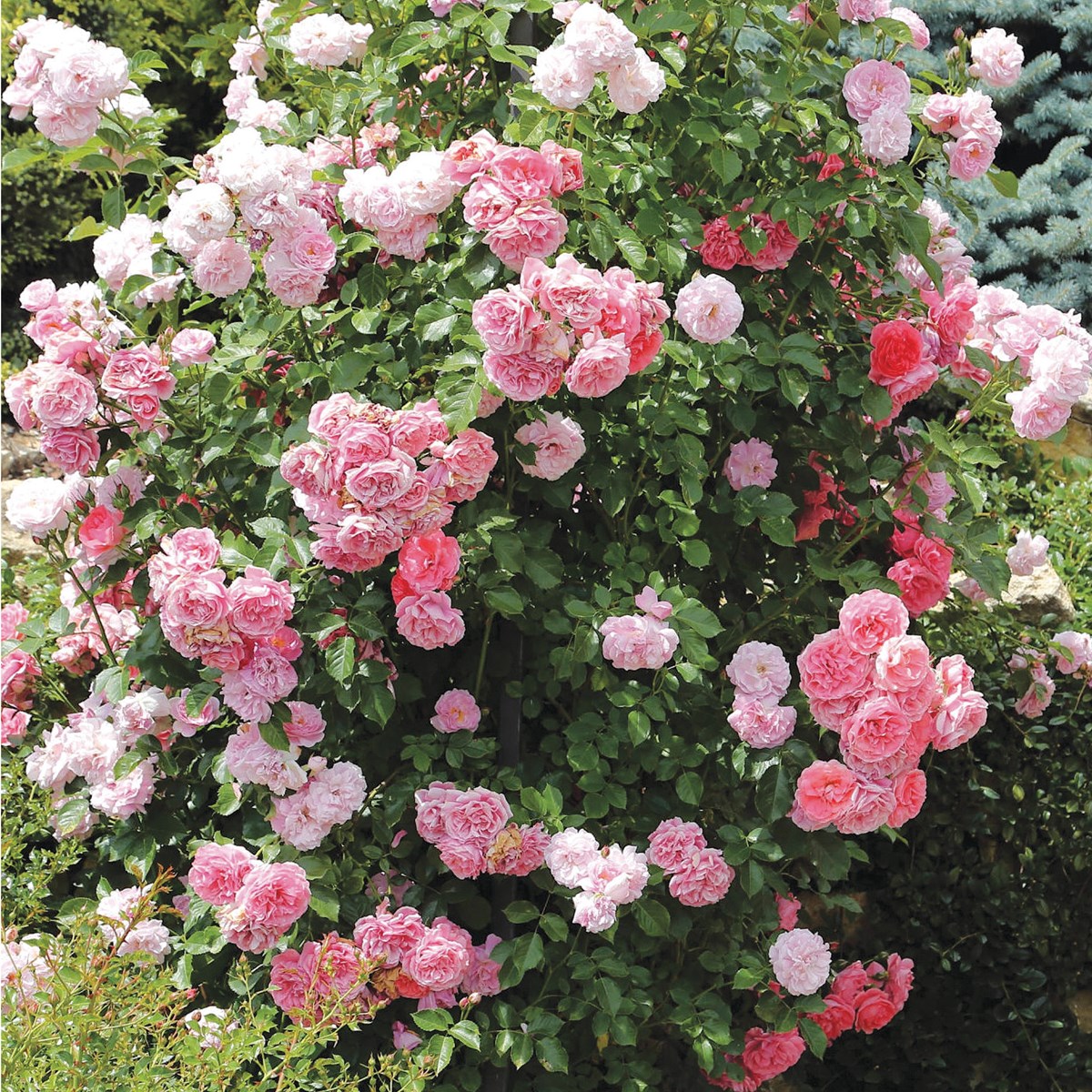 Climbing Queen Elizabeth Roses | Collections Etc.