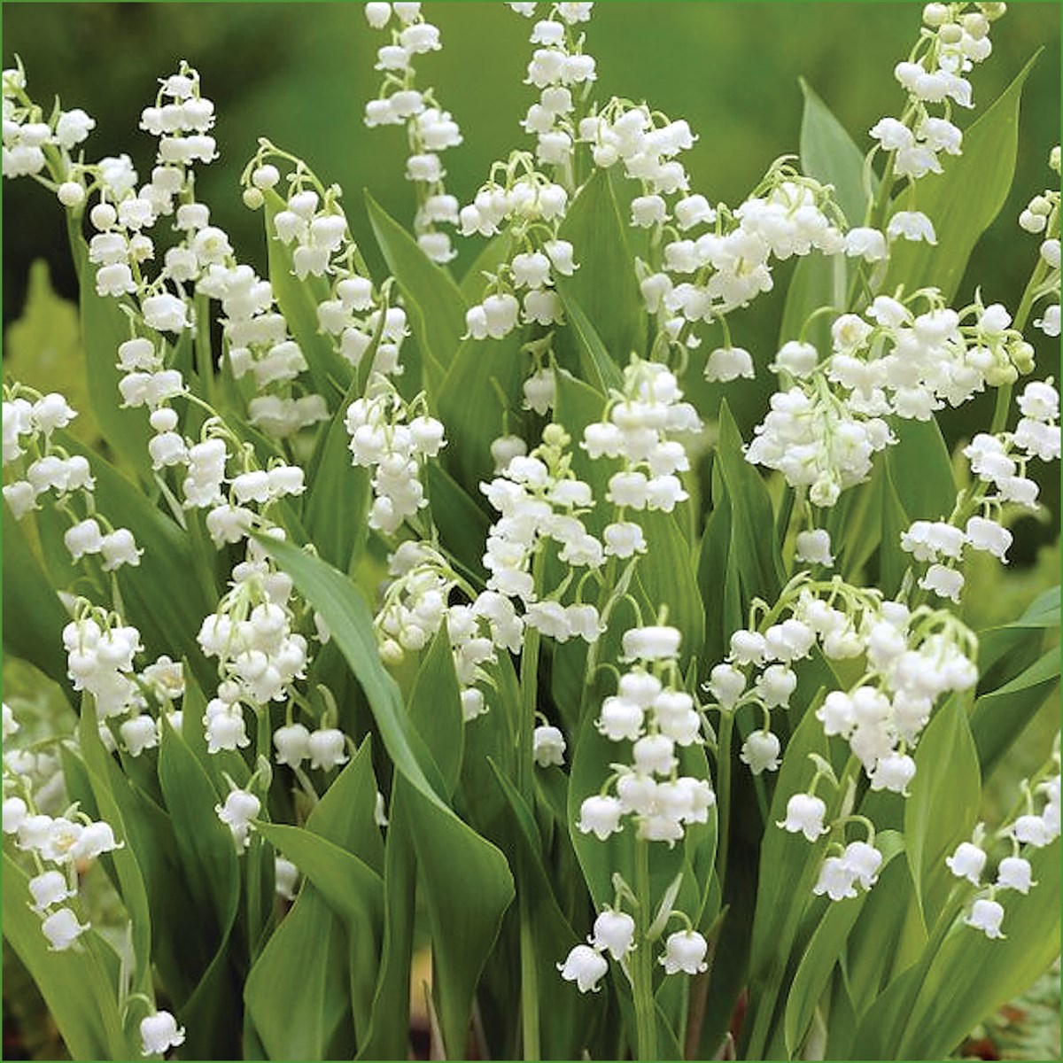 LilyoftheValley Collections Etc.