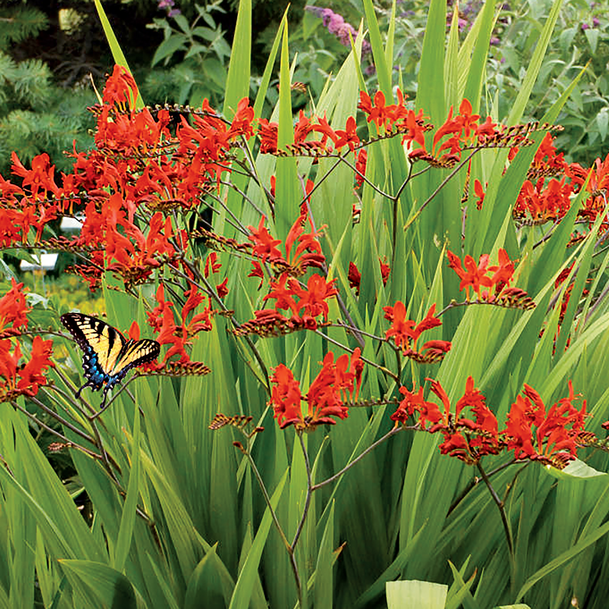 Red Crocosmia Bulbs
