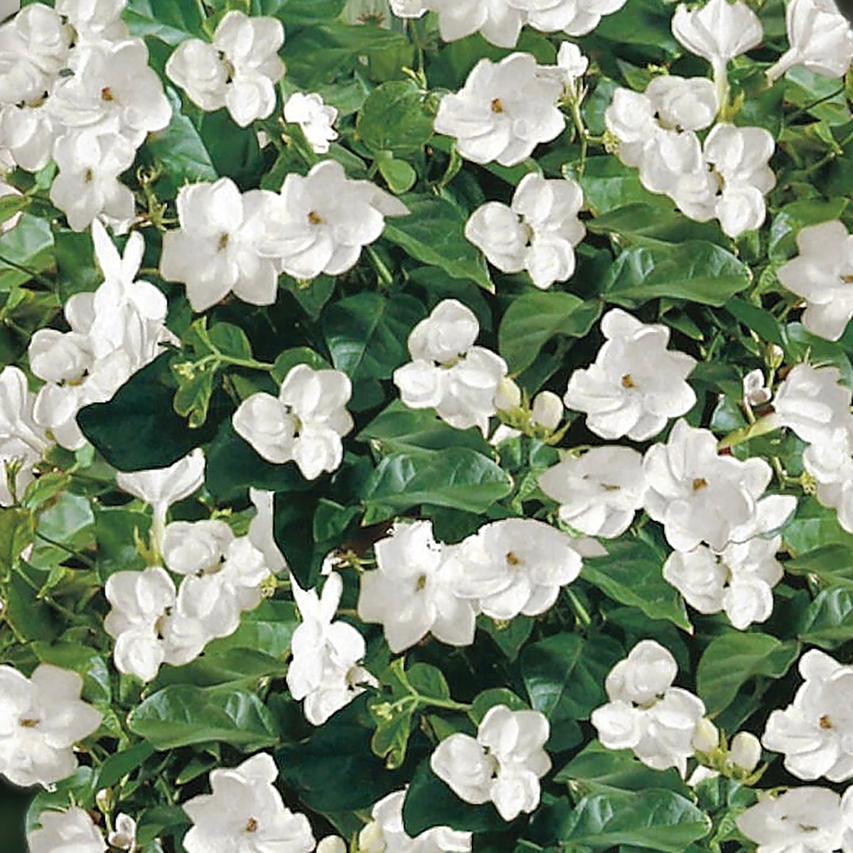 Arabian Jasmine | Collections Etc.
