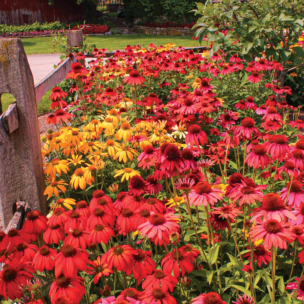 Cheyenne Spirit Coneflowers Collections Etc.